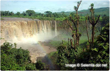 Amharic Translation Services in Ethiopia Amharic Translation Services in Ethiopia