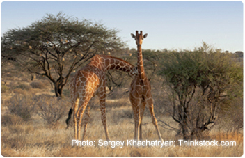 Somali Translation Services in Somalia Somali Translation Services in Somalia