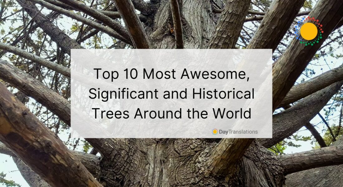 Largest Tree In The World 2012 World's Largest Tree