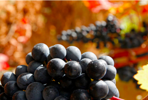 Grapes