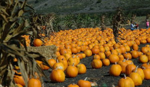 Halloween celebration