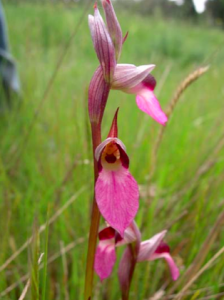 Serapias Lingua orchid in pantone color