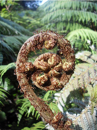 Koru, a Maori symbol