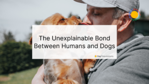 bond between humans and dogs