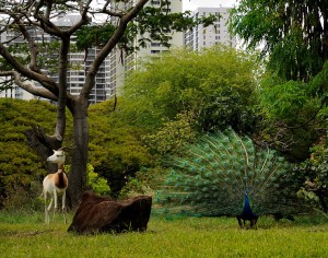 Image credit: Antelope and Peacock taken by Daniel Ramirez under Public Domain.