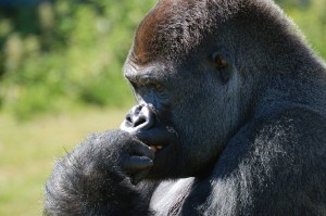 Image credit: Gorilla taken by Dazyg under Public Domain.