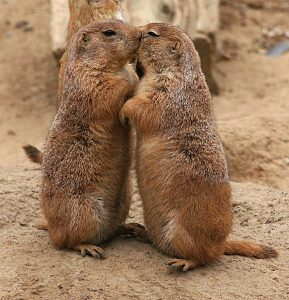 Image credit: Kissing Prairie Dogs taken by Brocken In under Public Domain.