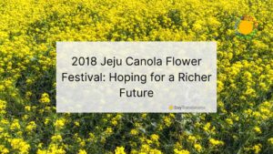 jeju canola flower festival