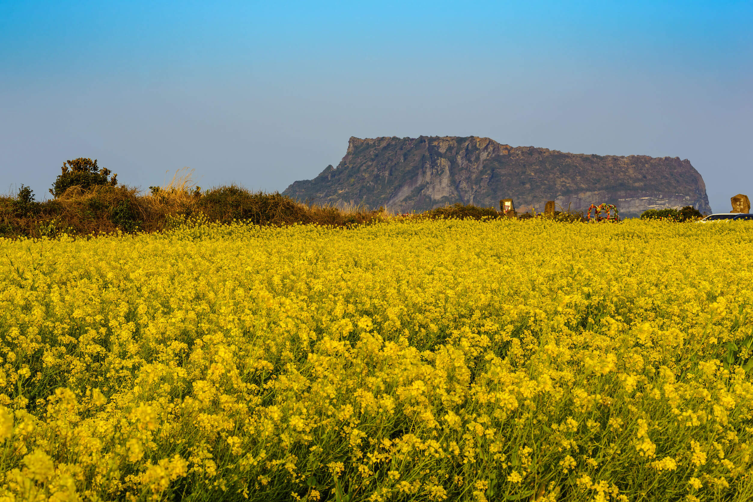 full bloom canola flowers at Seongsan Ilchulbong Jeju South Korea