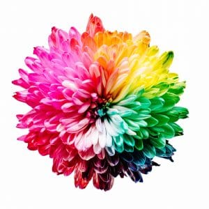 flower-with-colors