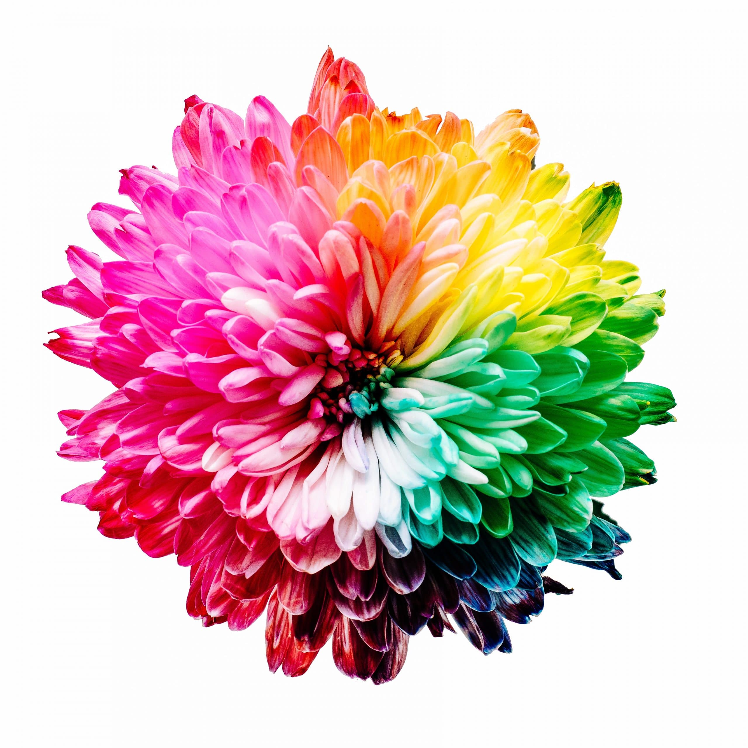 flower-with-colors