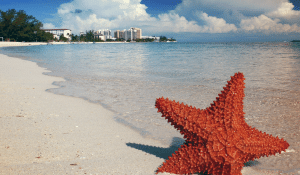 starfish in shore