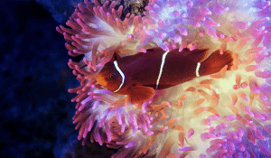 coral-clown-fish
