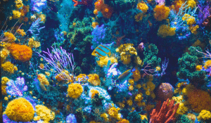 colorful-coral