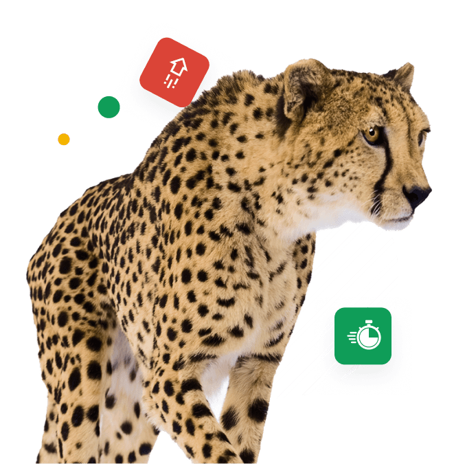 cheetah